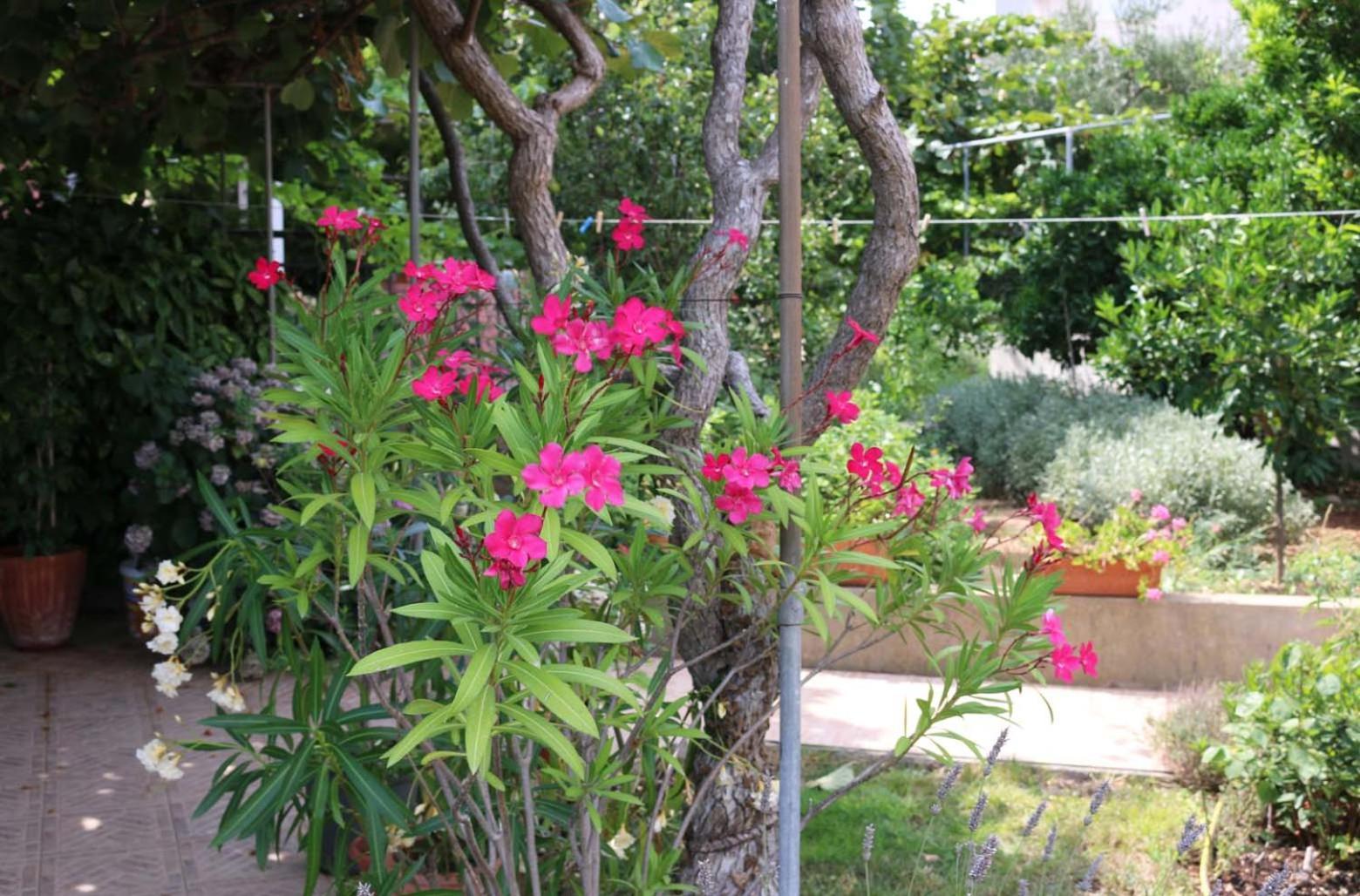 Villa Katarina Losinj Island Mali Losinj Exterior photo